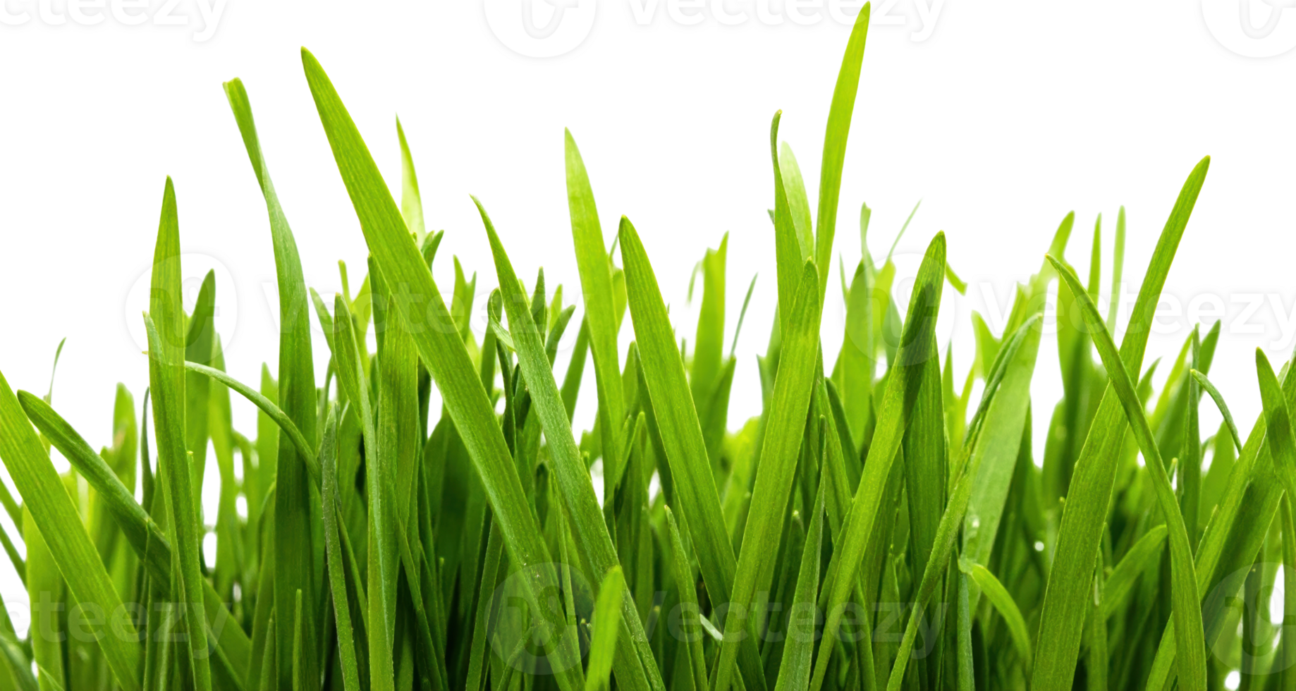 Close Up Of Vibrant Green Grass Blades With Tiny Water Droplets Against A Transparent Background png