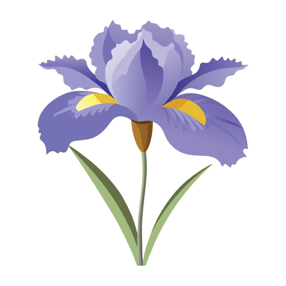 a purple iris flower on a white background vector