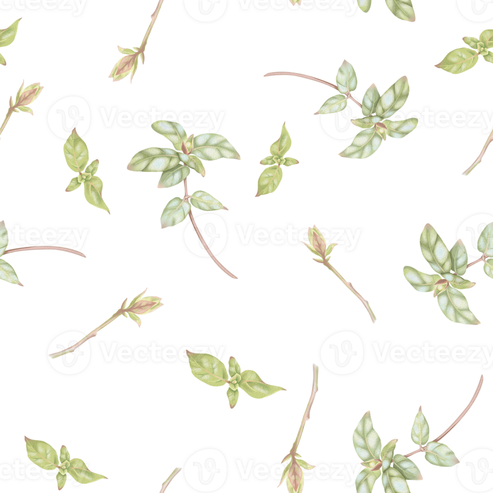 Seamless pattern of honeysuckle branches. Elegant hand-drawn watercolor woodbine illustration on white background. Abstract pattern for printing on fabric, clothes, wallpapers, wrap paper package, etc png