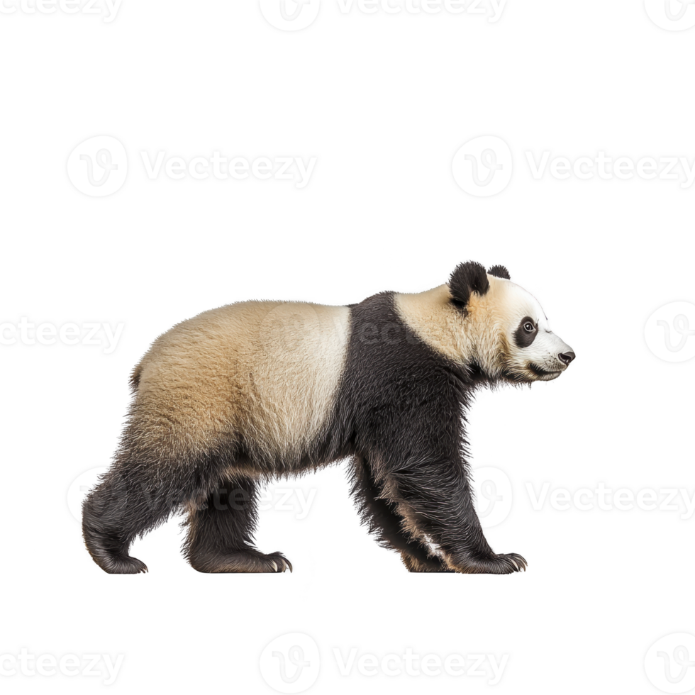 Giant panda walking gracefully, showcasing its distinctive black and white fur pattern. panda gentle demeanor and iconic appearance make it beloved symbol of wildlife conservation png