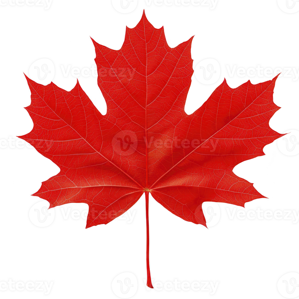 Vibrant red maple leaf with detailed veins, symbolizing autumn and nature beauty. leaf bold color and intricate design evoke sense of tranquility and seasonal change png