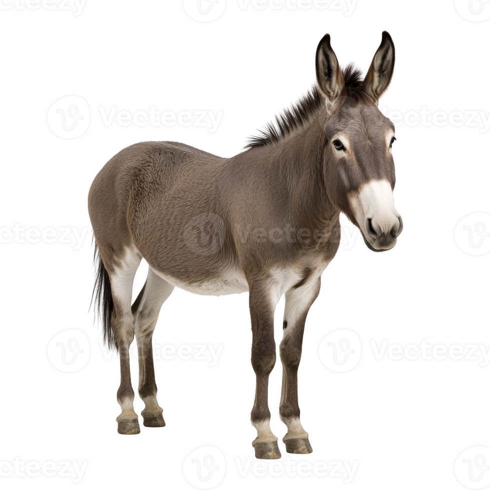 Brown donkey stands on transparency background, showcasing its distinctive long ears and sturdy build. donkey calm expression and natural posture highlight its gentle nature png
