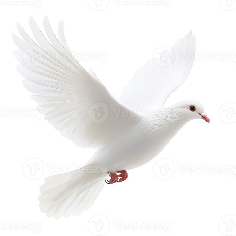 White dove gracefully soars through air, symbolizing peace and freedom with its wings fully extended against clear background png