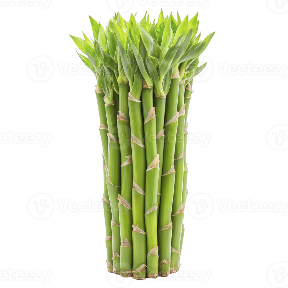 Bundle of fresh green bamboo stalks with vibrant leaves, symbolizing growth and nature, isolated on transparency background png