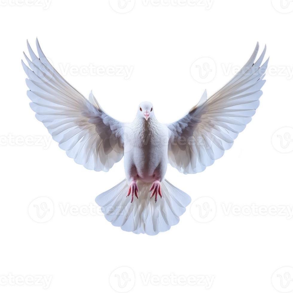 White dove with outstretched wings gracefully soars against clear background, symbolizing peace and freedom. Its feathers are detailed and pristine, creating serene and uplifting image png