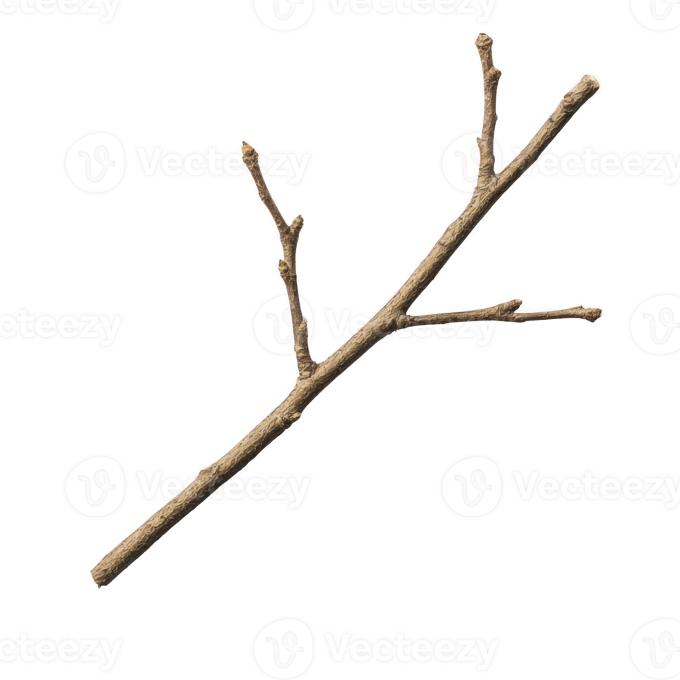 Single dry tree branch with multiple offshoots, isolated on transparency background, showcasing its natural texture and simplicity png