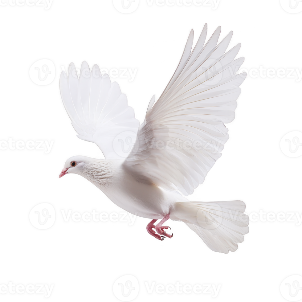 White dove gracefully soars through air, its wings fully extended, symbolizing peace and freedom. bird pure white feathers contrast against clear background, creating serene image png