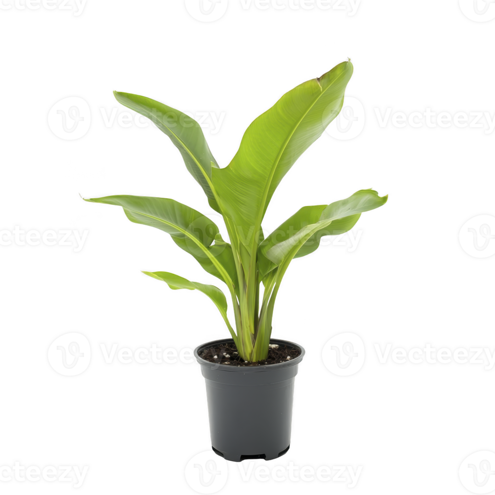 Potted banana plant with vibrant green leaves stands in black container, showcasing its lush foliage. plant broad leaves are healthy and well maintained, adding touch of nature indoors png
