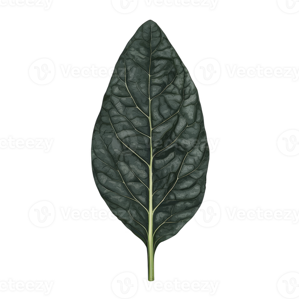 Single dark green leaf with prominent veins is displayed against plain background, showcasing its natural texture and intricate details png