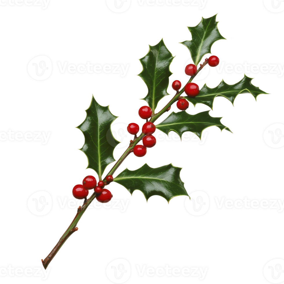 Sprig of holly with glossy green leaves and bright red berries, often associated with festive decorations and winter celebrations, is depicted in this image png
