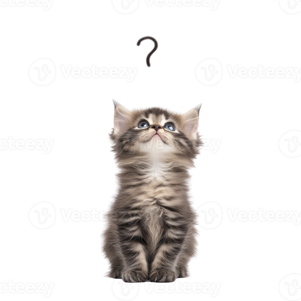 Curious fluffy kitten with striped fur looks up at question mark, conveying sense of wonder and playfulness. background is plain, highlighting kitten expression png