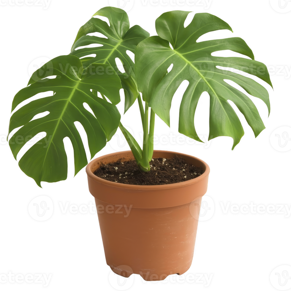 Potted monstera plant with large, glossy green leaves sits in terracotta pot, showcasing its distinctive split leaf pattern. plant is healthy and vibrant, adding touch of nature indoors png