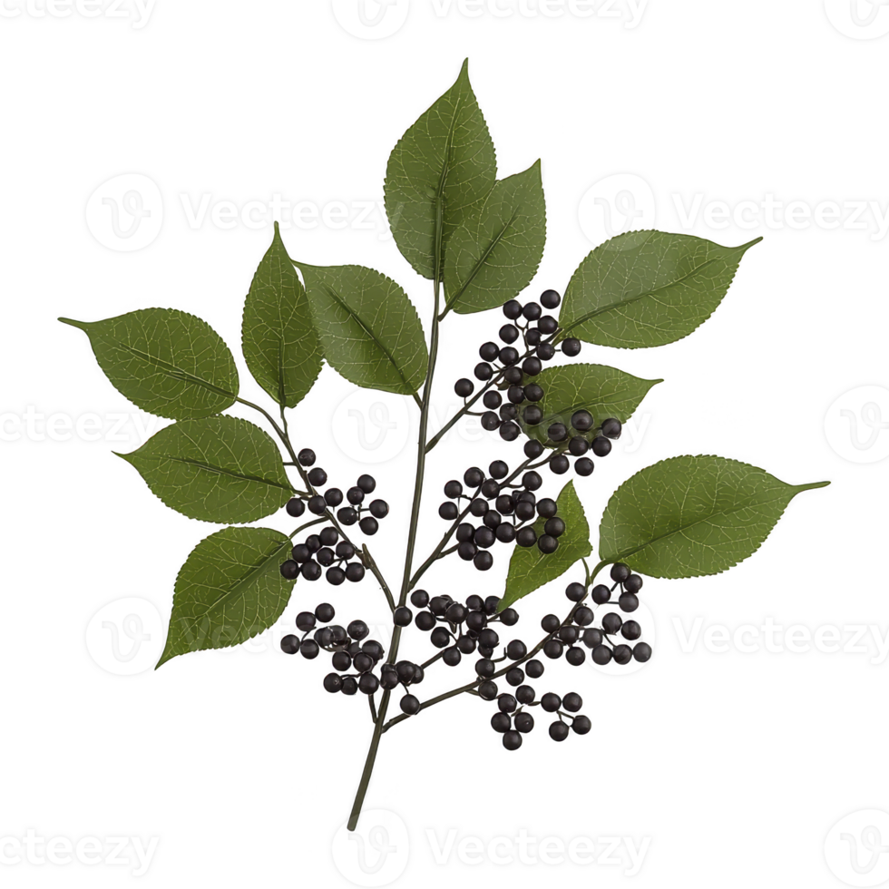 Branch with green leaves and clusters of small, dark berries is depicted, showcasing natural and organic appearance. detailed texture of leaves and berries adds realistic touch png