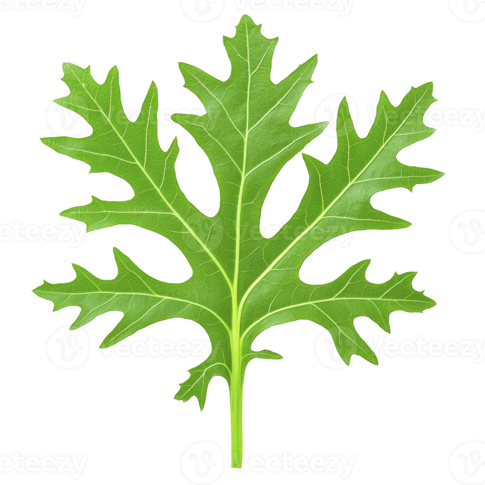 Vibrant green papaya leaf with distinct lobes and veins, isolated on transparency background, showcasing its natural texture and intricate pattern png