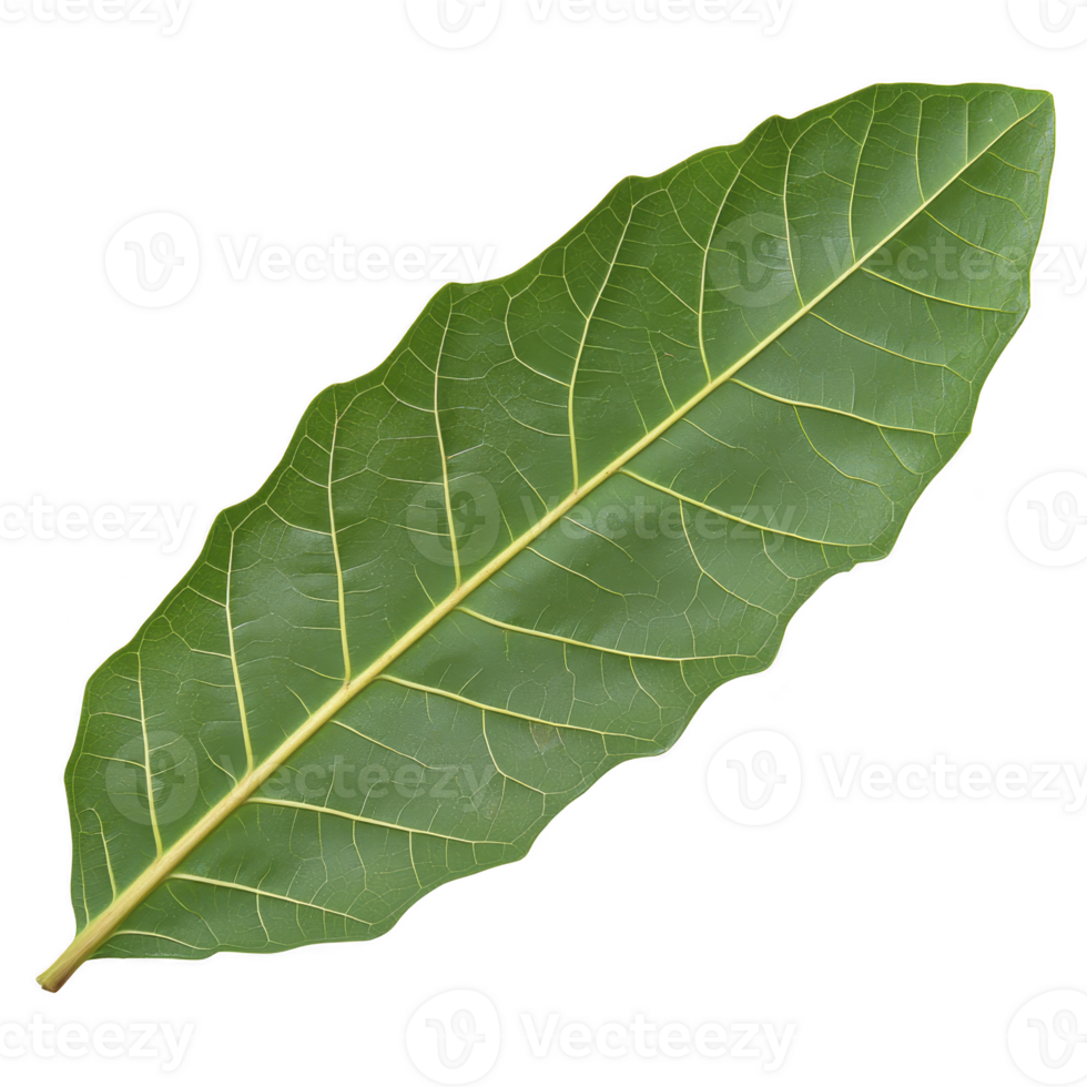 Single green leaf with prominent veins and smooth texture, isolated on transparency background, showcasing its natural beauty and intricate details png
