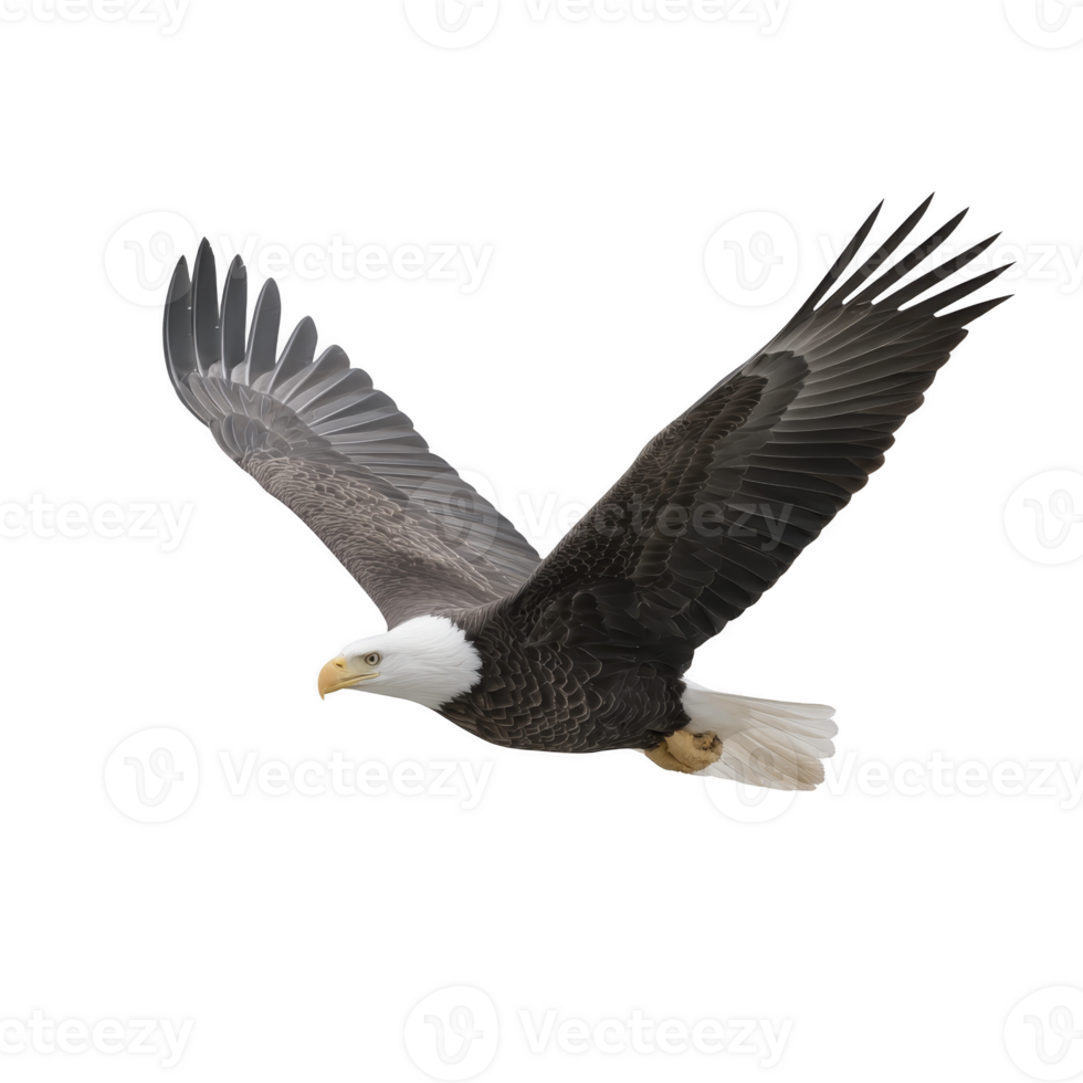 Majestic bald eagle soars through sky with its wings fully extended, showcasing its powerful presence and keen gaze. bird white head contrasts with its dark brown body, symbolizing freedom png