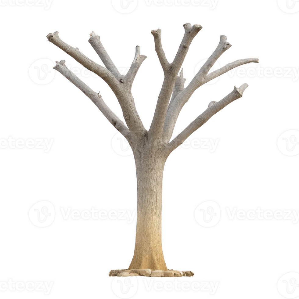 Leafless tree with multiple branches stands against plain background, showcasing its textured bark and natural form. tree stark appearance evokes sense of solitude and resilience png