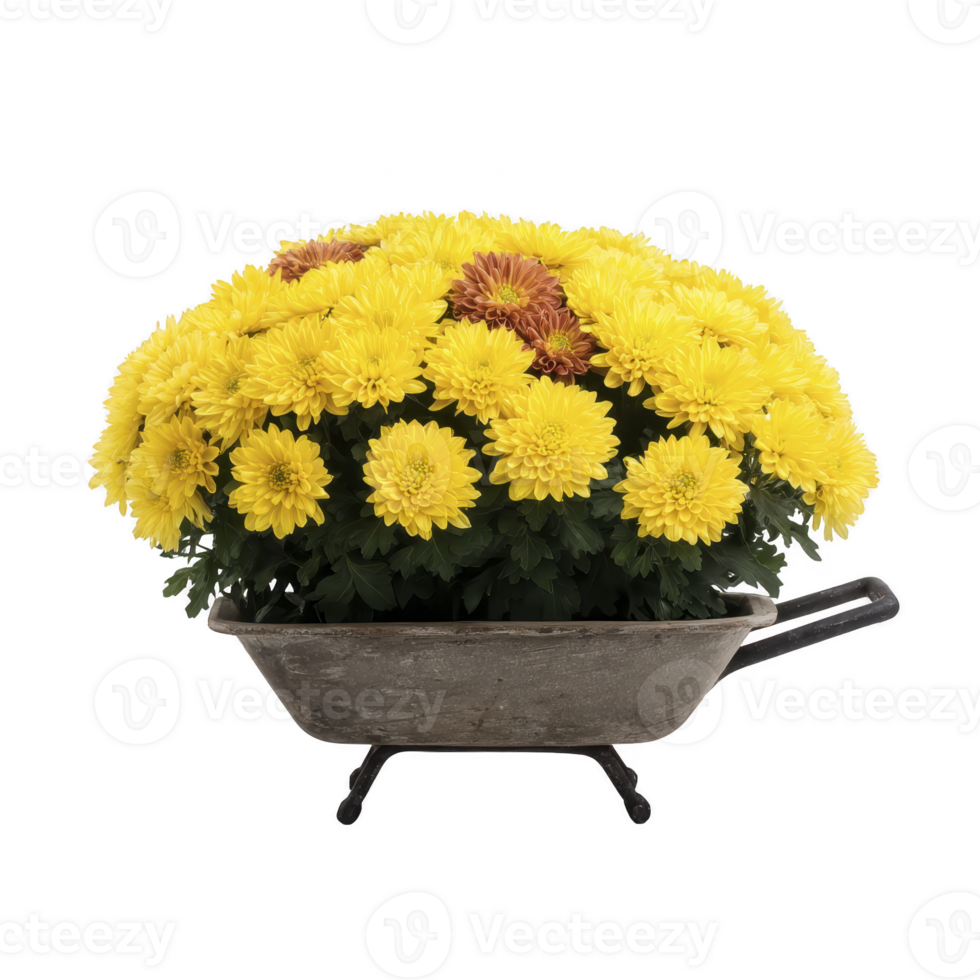 Vibrant arrangement of yellow and orange chrysanthemums is beautifully displayed in rustic, weathered wheelbarrow, creating charming and cheerful garden decoration png
