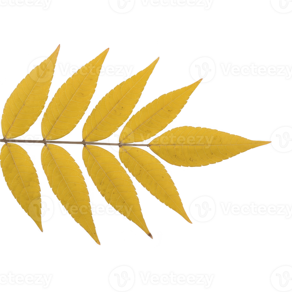 Yellow autumn leaves arranged in symmetrical pattern, showcasing beauty of nature seasonal change. vibrant color and detailed texture highlight leaf structure png