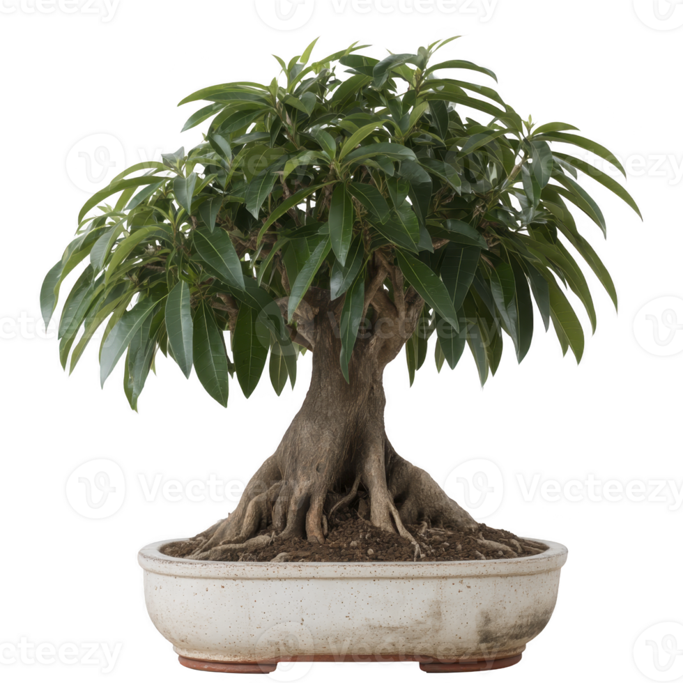Lush bonsai tree with thick trunk and vibrant green leaves is planted in simple ceramic pot, showcasing art of miniature tree cultivation png