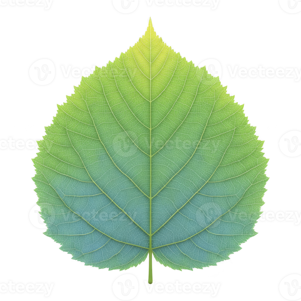 Vibrant green leaf with gradient from light to dark green, showcasing detailed veins and symmetrical shape. leaf texture and color create fresh and natural appearance png