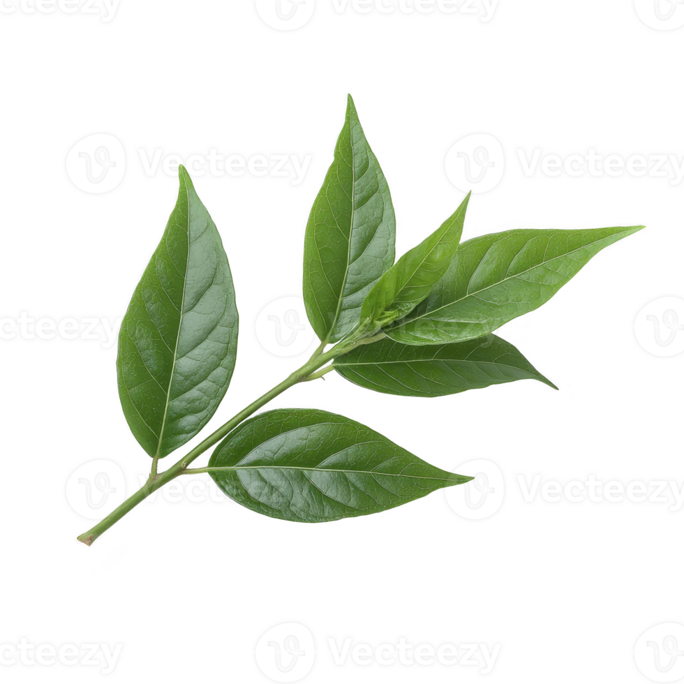 Vibrant green branch with five glossy leaves, showcasing natural beauty and freshness against plain background. leaves have smooth texture and pointed tips, emphasizing their healthy appearance png