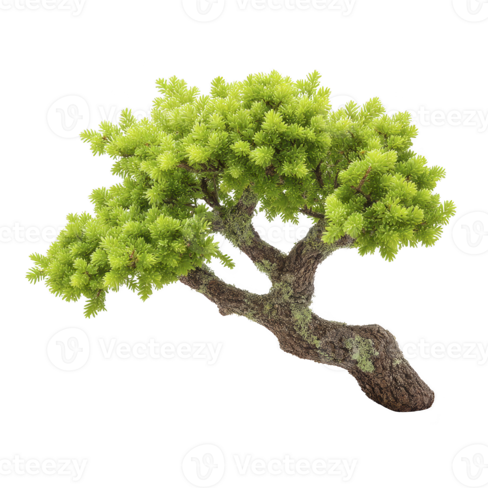 Lush green bonsai tree with twisted trunk and dense foliage, showcasing intricate branch patterns. vibrant leaves create sense of tranquility and natural beauty png