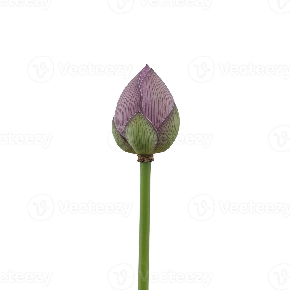 Single lotus bud with green stem stands against plain background, showcasing its delicate pink and green petals. simplicity and elegance of lotus bud evoke sense of tranquility and natural beauty png