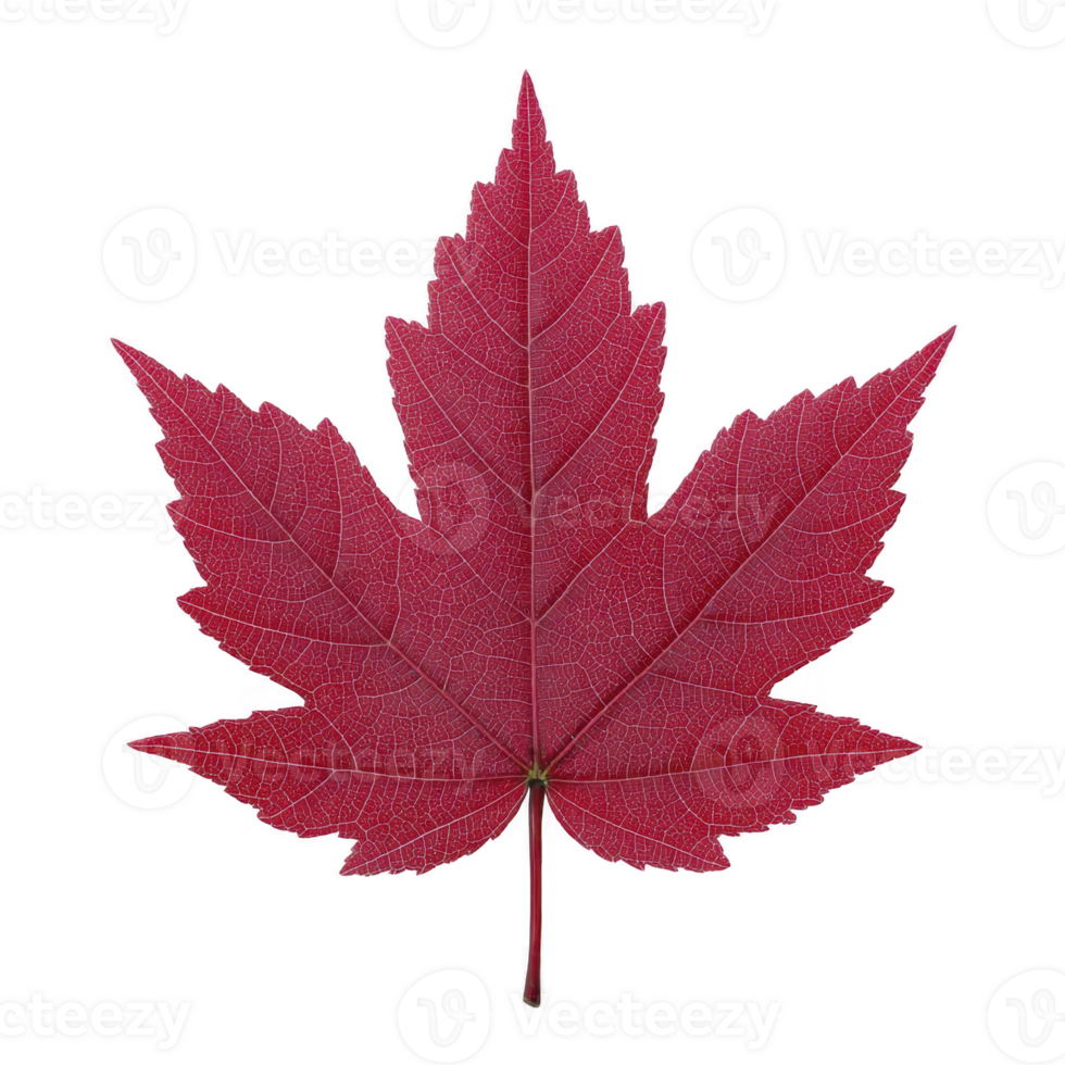 Vibrant red maple leaf with detailed veins, symbolizing autumn and nature beauty. leaf intricate texture and bold color evoke sense of tranquility and seasonal change png