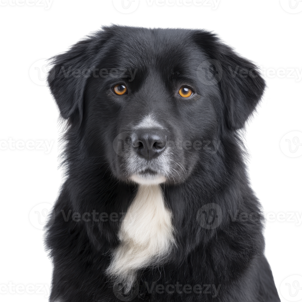 Black and white dog with fluffy coat and attentive expression is looking directly at camera. background is plain, highlighting dog striking features png