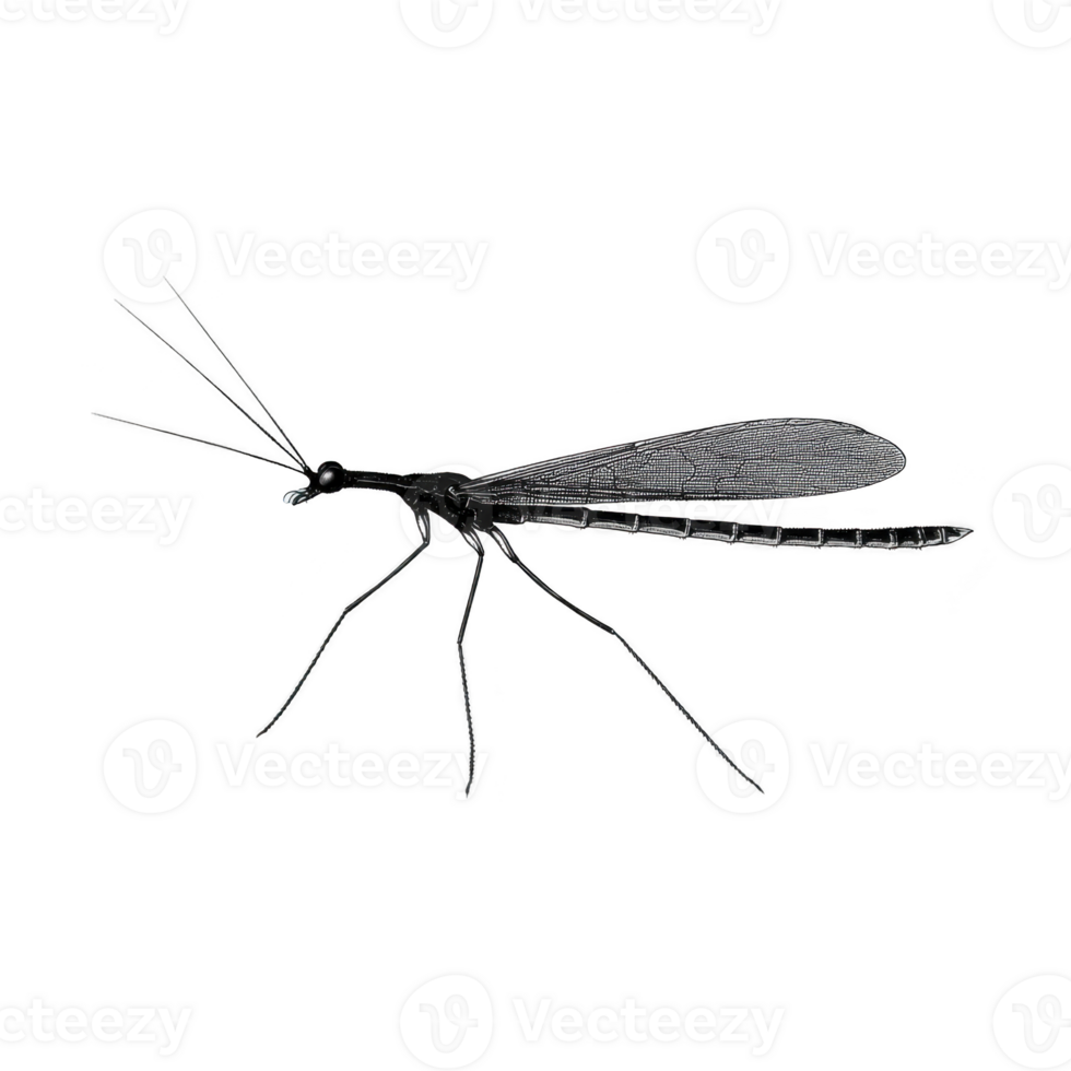 Detailed illustration of mosquito showcases its slender body, long legs, and delicate wings, highlighting insect intricate anatomy. image captures mosquito distinctive features with precision png