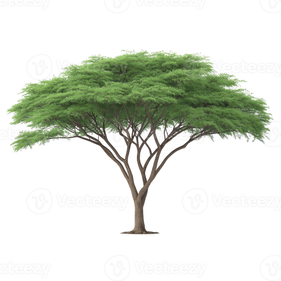 Lush green acacia tree with wide canopy and slender trunk stands isolated on transparency background, showcasing its natural beauty and intricate branch structure png