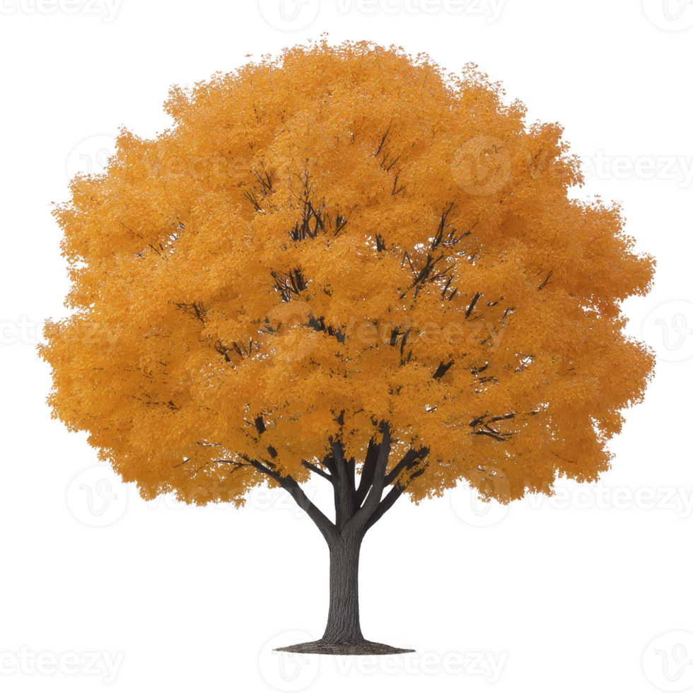 Vibrant tree with bright orange leaves stands alone, showcasing beauty of autumn. foliage is dense and full, creating striking contrast against bare branches beneath png