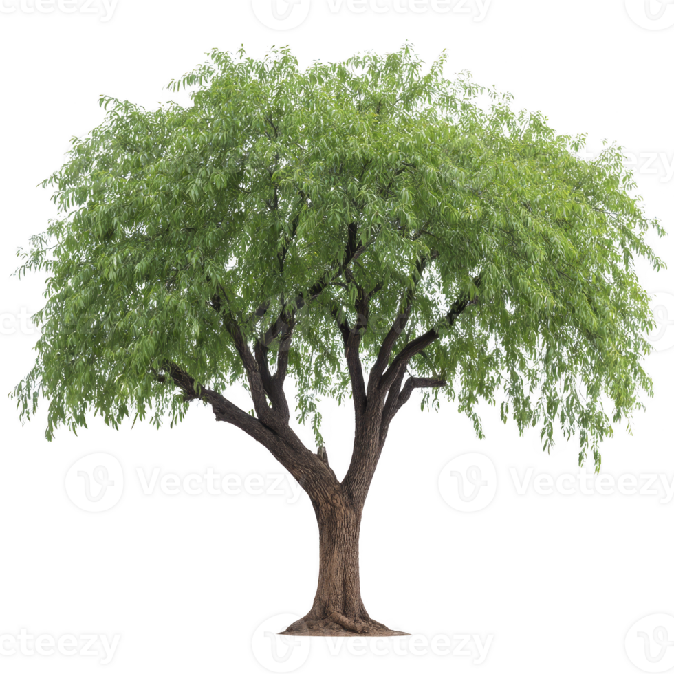 Lush, green tree with wide canopy and sturdy trunk stands alone, showcasing its vibrant foliage and natural beauty. tree branches spread out gracefully, creating serene and peaceful atmosphere png