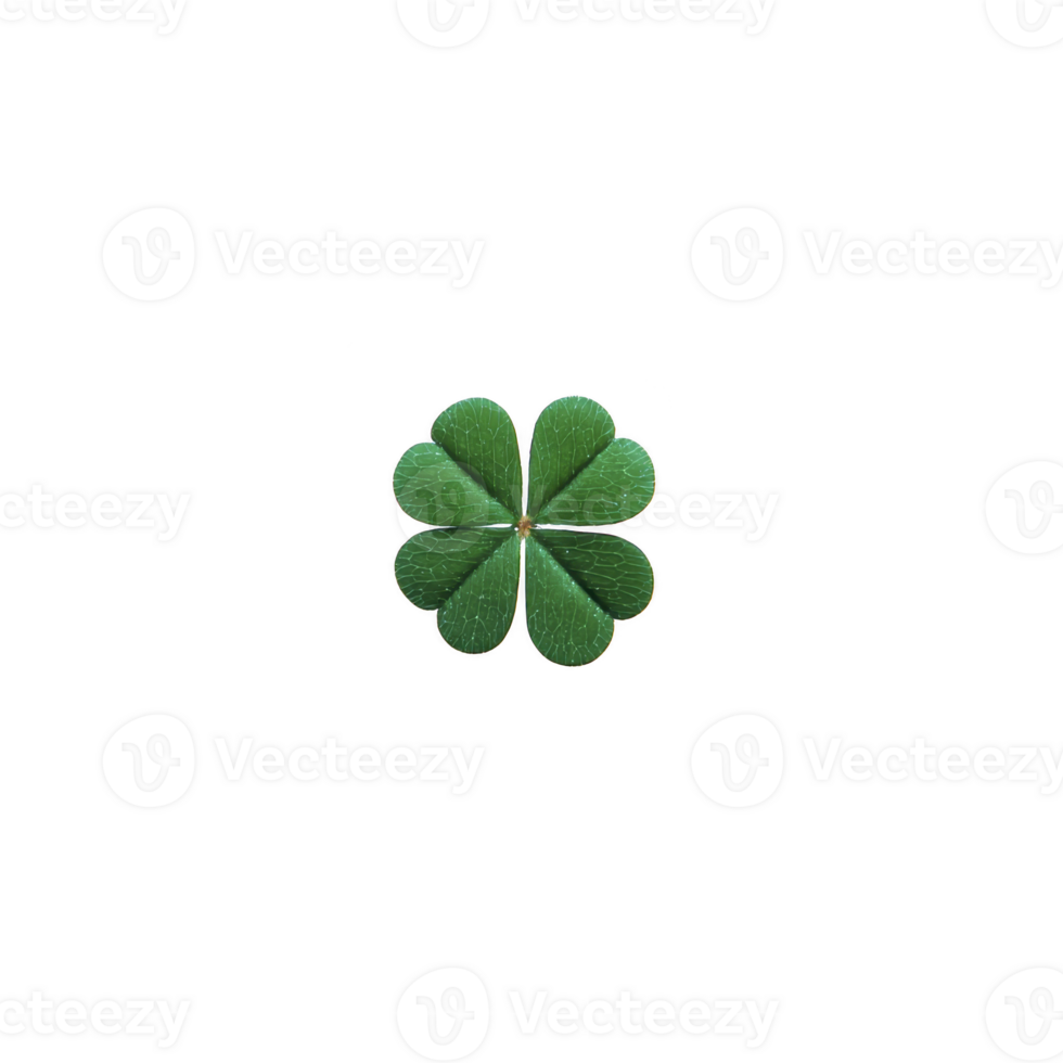 Four leaf clover isolated on transparency background symbolizes luck and rarity. vibrant green leaves are evenly spread, creating symmetrical and visually appealing image png