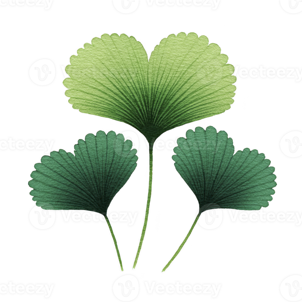 Three green ginkgo leaves with textured appearance are arranged in fan like pattern, showcasing varying shades of green. leaves have delicate, scalloped edge, creating natural and serene aesthetic png