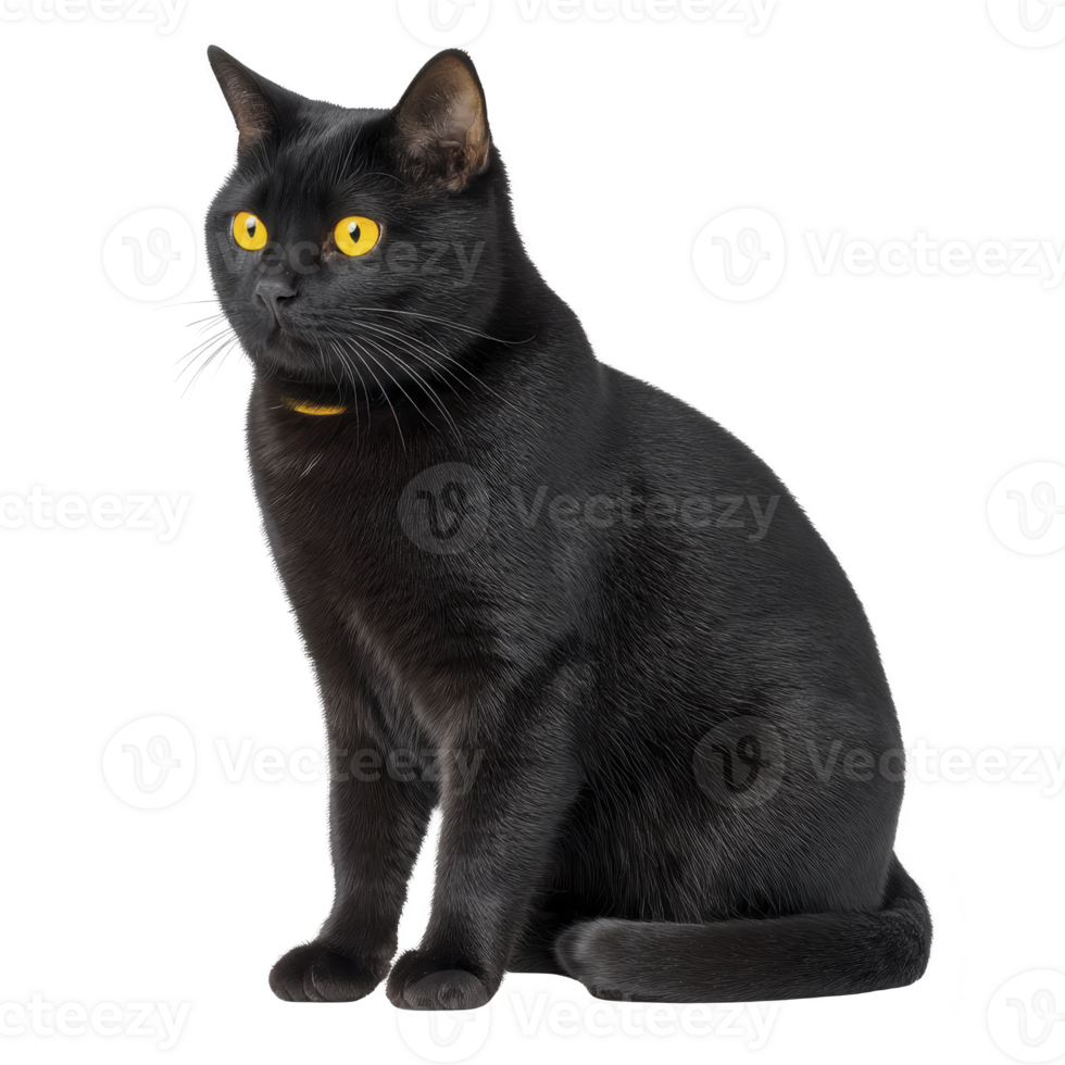 Black cat with striking yellow eyes sits attentively, exuding sense of mystery and elegance. Its sleek fur and poised posture create captivating presence png