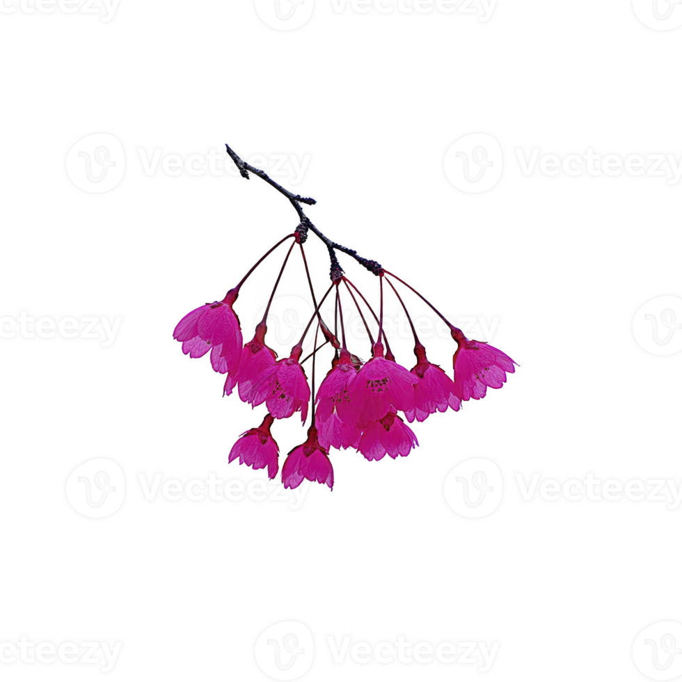 Cluster of vibrant pink cherry blossoms hangs delicately from branch, showcasing their vivid color and intricate petals against plain background. blossoms evoke sense of springtime beauty png