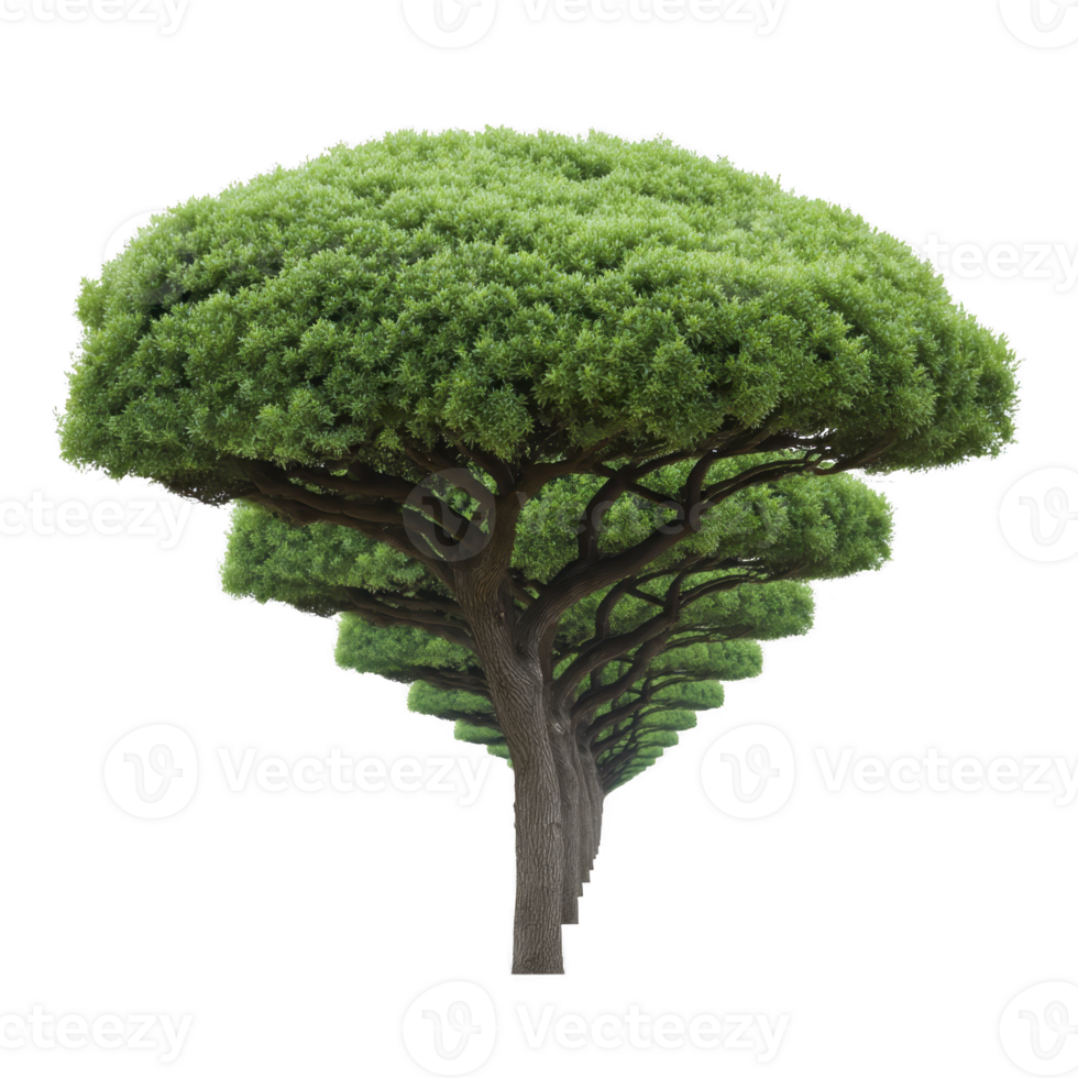 Lush, green tree with unique, layered canopy stands tall, showcasing its vibrant foliage and sturdy trunk. tree distinctive shape and rich greenery create striking natural display png