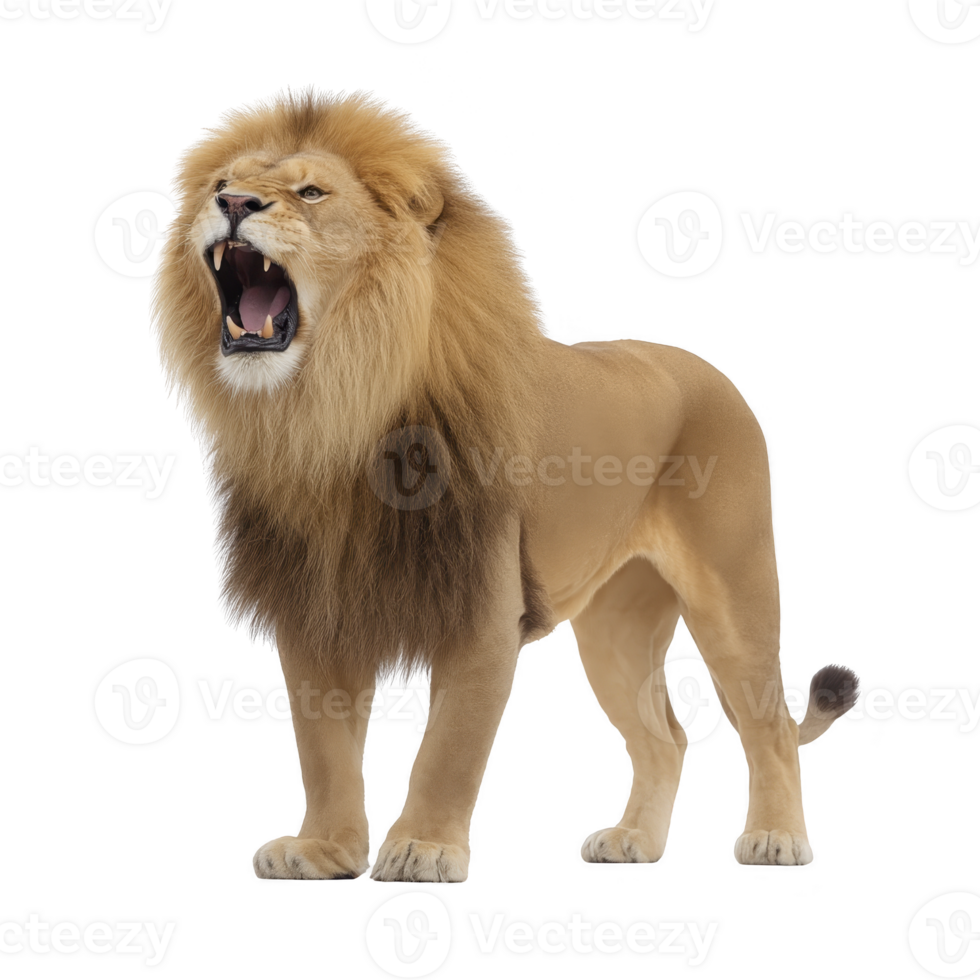 Majestic lion stands with fierce roar, showcasing its powerful mane and strong posture. lion expression is intense, highlighting its role as dominant predator in wild png