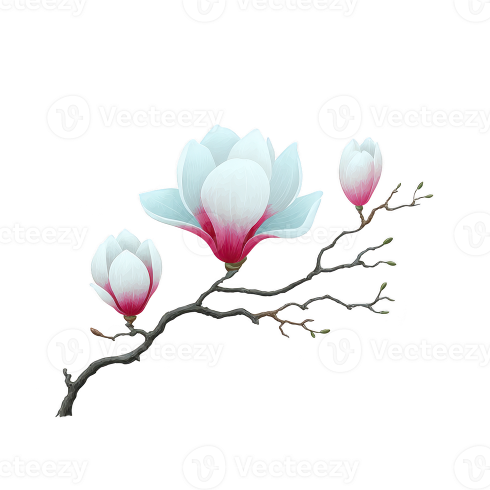 Delicate branch of magnolia flowers with soft white petals and pink centers, showcasing serene and elegant beauty. blossoms are in various stages of bloom, adding sense of natural progression png