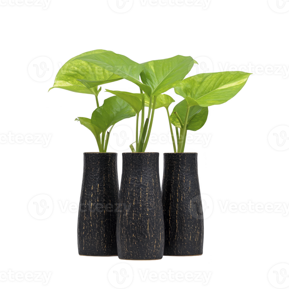 Three vibrant green plants with broad leaves are placed in textured black vases, creating striking contrast. arrangement exudes fresh and modern aesthetic, perfect for interior decor png