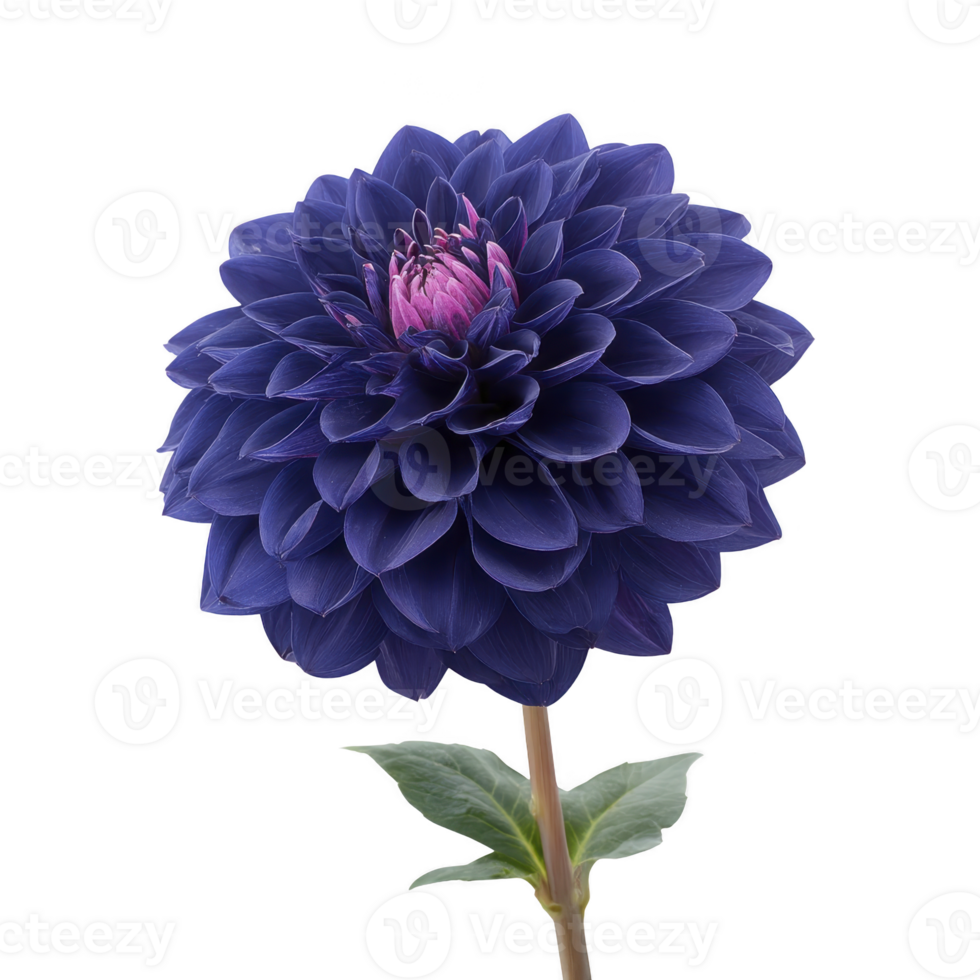 Vibrant blue dahlia flower with pink center stands out against transparency background, showcasing its intricate petal arrangement and lush green leaves png