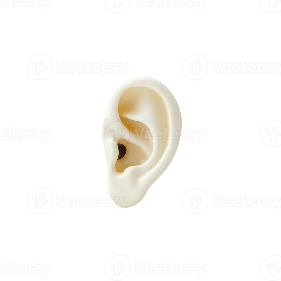 Realistic 3D rendering of human ear, showcasing detailed anatomy and texture, isolated on transparency background. image highlights ear curves and contours png
