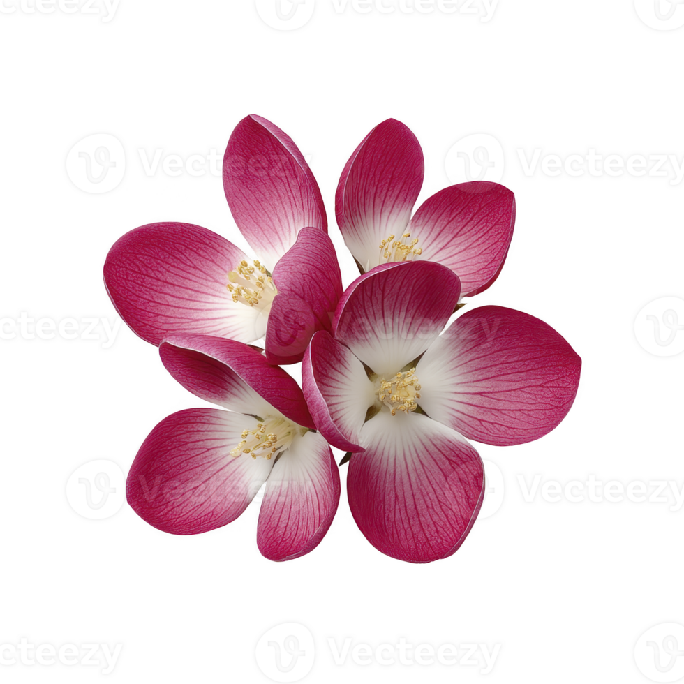 Vibrant pink and white flowers with delicate petals and yellow centers create striking contrast against plain background, showcasing nature beauty png