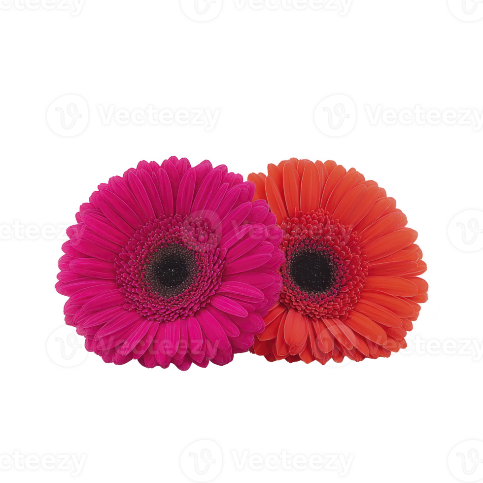 Two vibrant gerbera daisies, one pink and one orange, are placed side by side against transparency background, showcasing their vivid colors and intricate petal details png