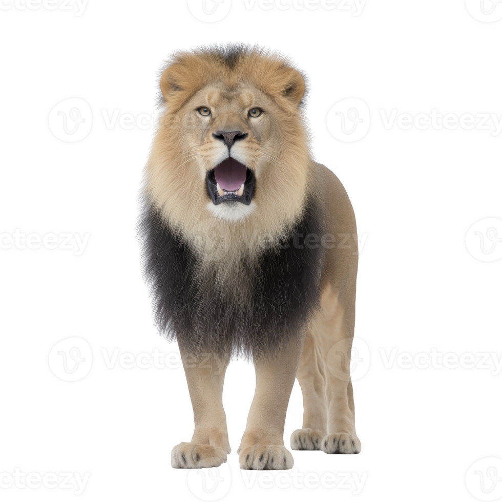 Majestic lion stands with powerful presence, its mane full and regal, exuding strength and authority. lion open mouth suggests roar, showcasing its dominance in wild png