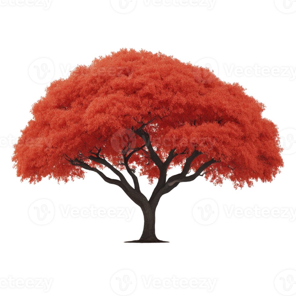 Vibrant red tree with full, lush canopy stands alone, showcasing its striking color and intricate branches. tree vivid foliage creates captivating and serene visual png