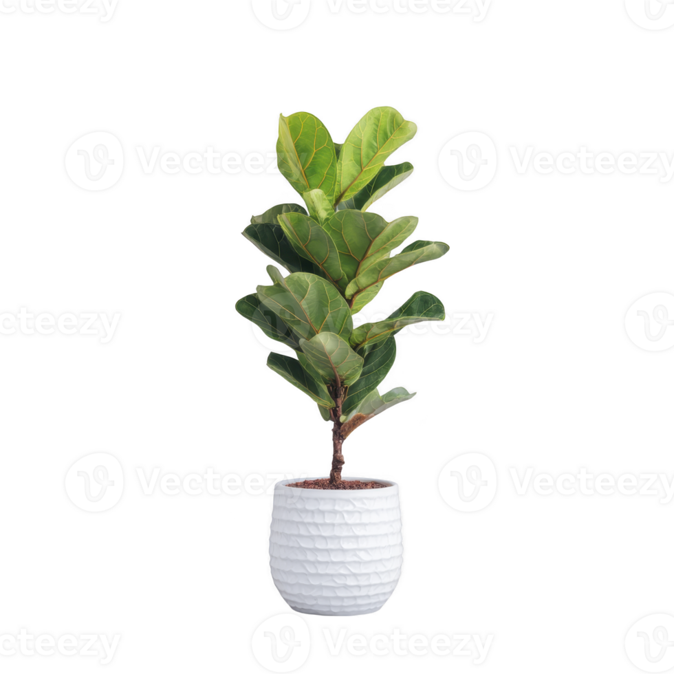 Fiddle leaf fig plant in textured white pot stands against plain background, showcasing its lush green leaves. plant vibrant foliage adds touch of nature and elegance png