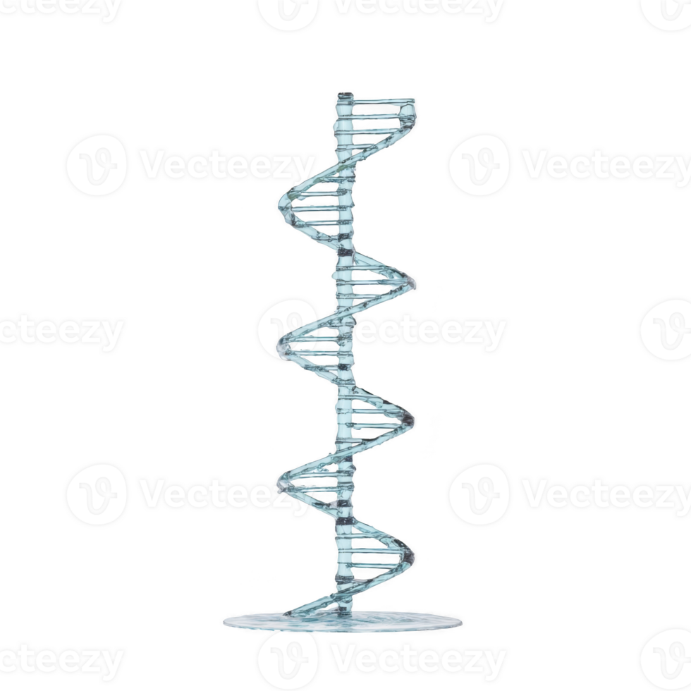 3D model of DNA double helix structure, showcasing iconic twisted ladder shape with base pairs. model is isolated on transparency background, emphasizing its intricate design png